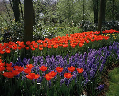 Plant Some Spring Flowering Bulbs