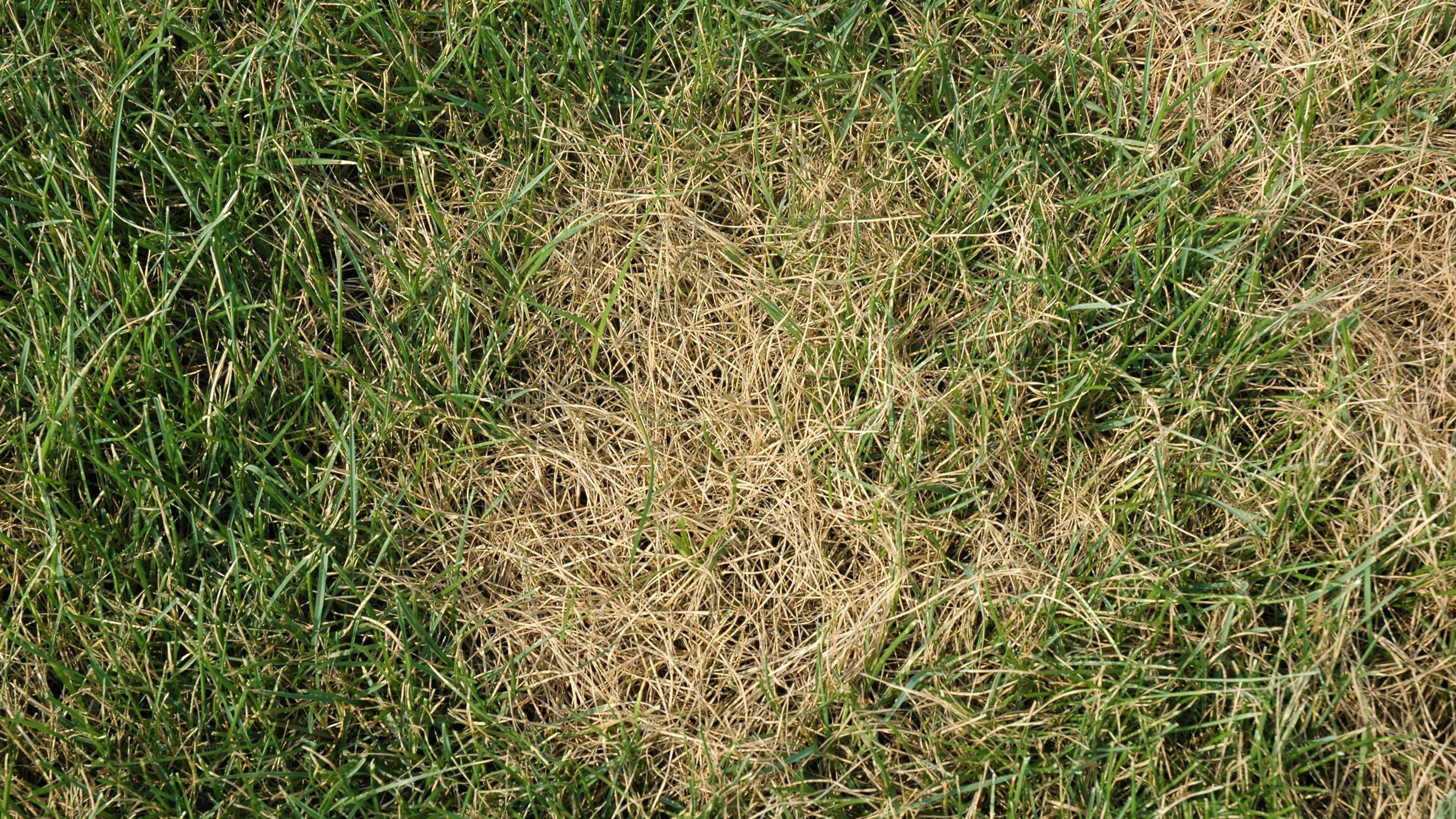 Lawn Brown Patch