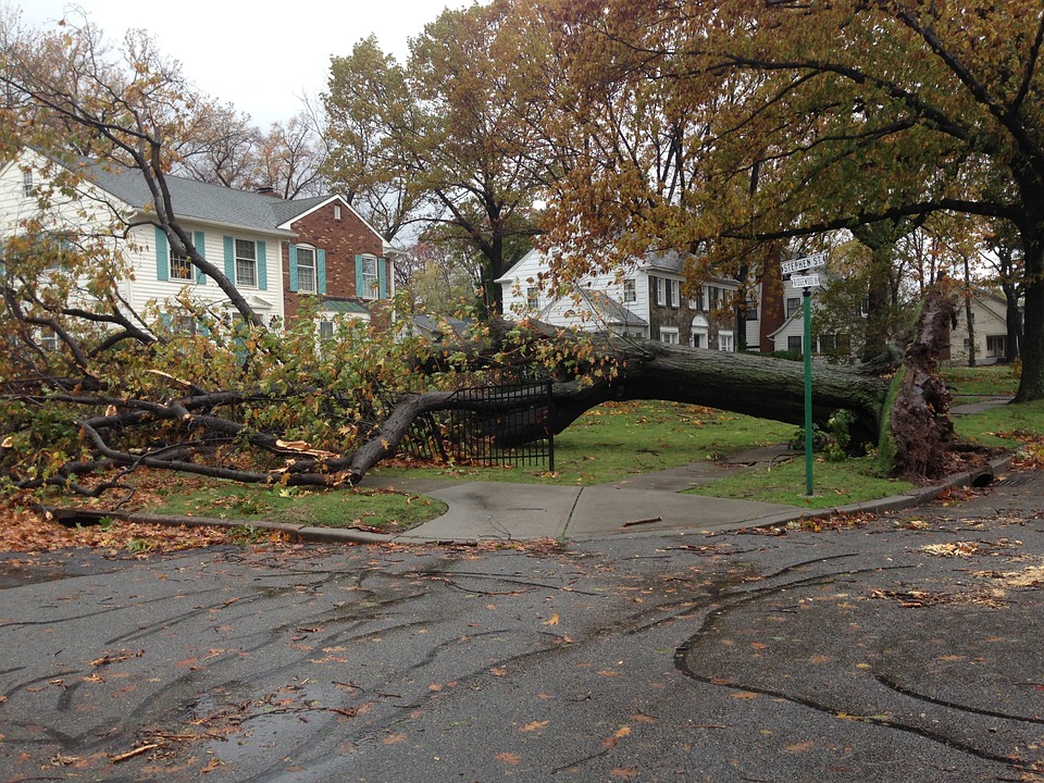 Tree Pruning Can Prevent Storm Damage