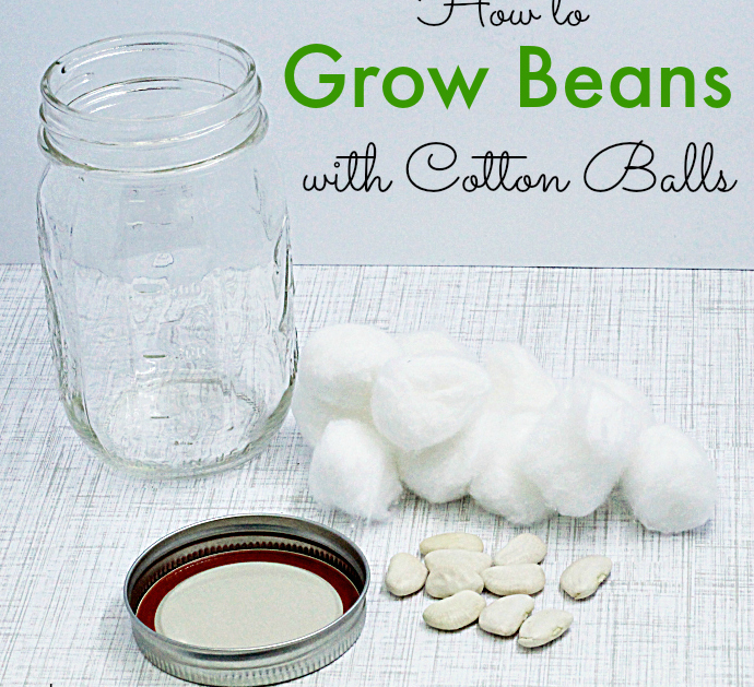 Grow a Magic Bean Stalk