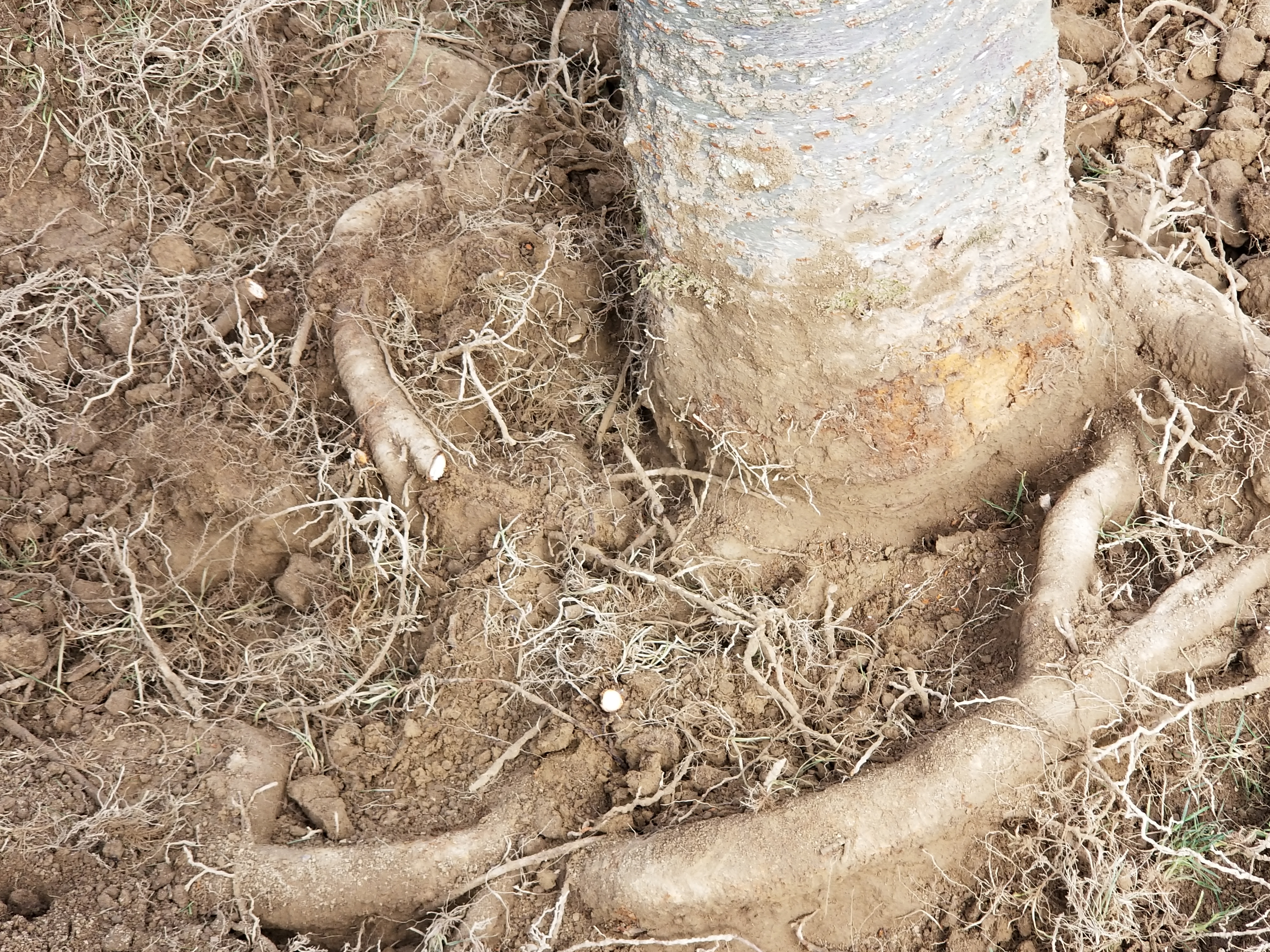 Girdling Roots – A Problem That Can Cause Tree Death